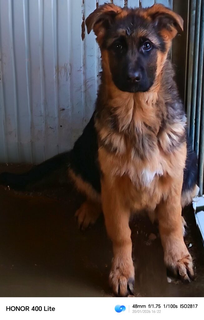 Ultime femmine di pastore tedesco