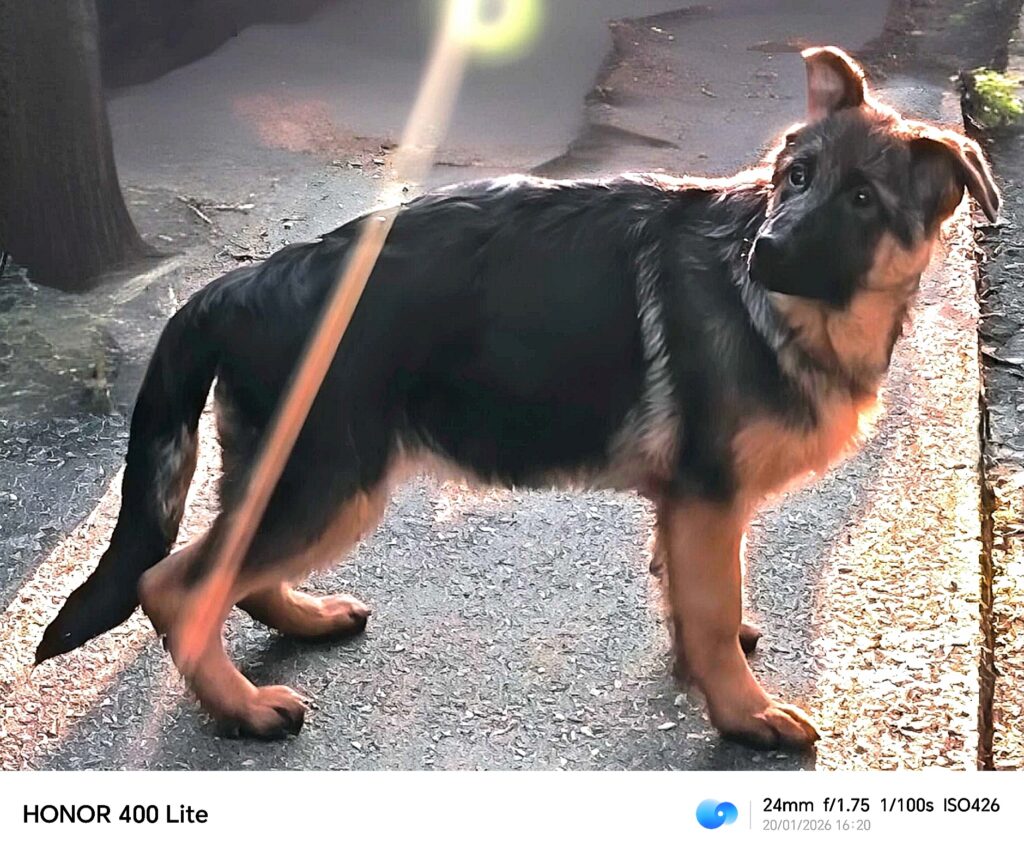 Ultime femmine di pastore tedesco