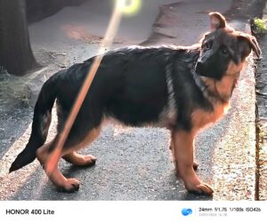 Ultime femmine di pastore tedesco