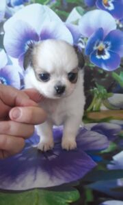 Cuccioli chihuahua con pedigree