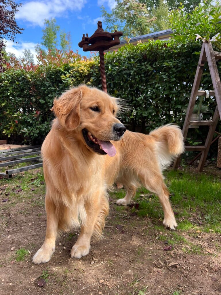 Golden retriver cuccioli
