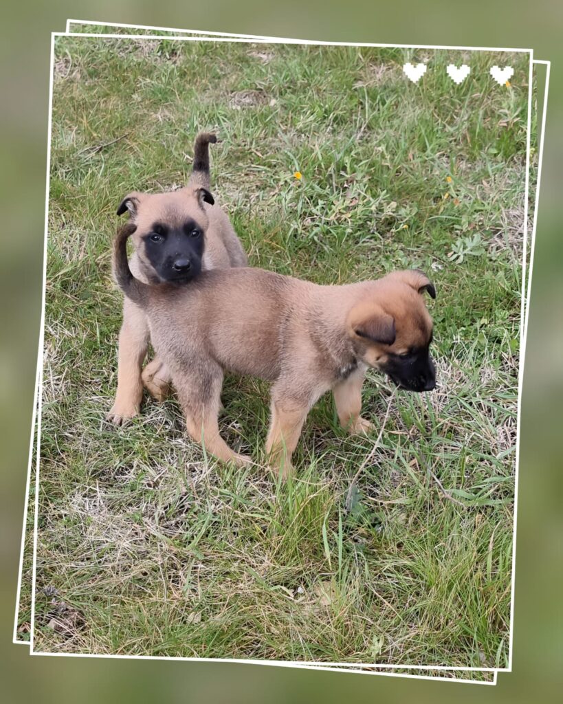 Allevamento Pastore Belga Malinois e Cuccioli in Campania