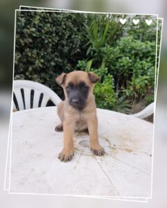 Cuccioli Pastore Belga Malinois in Campania Napoli Salerno Avellino Benevento Caserta