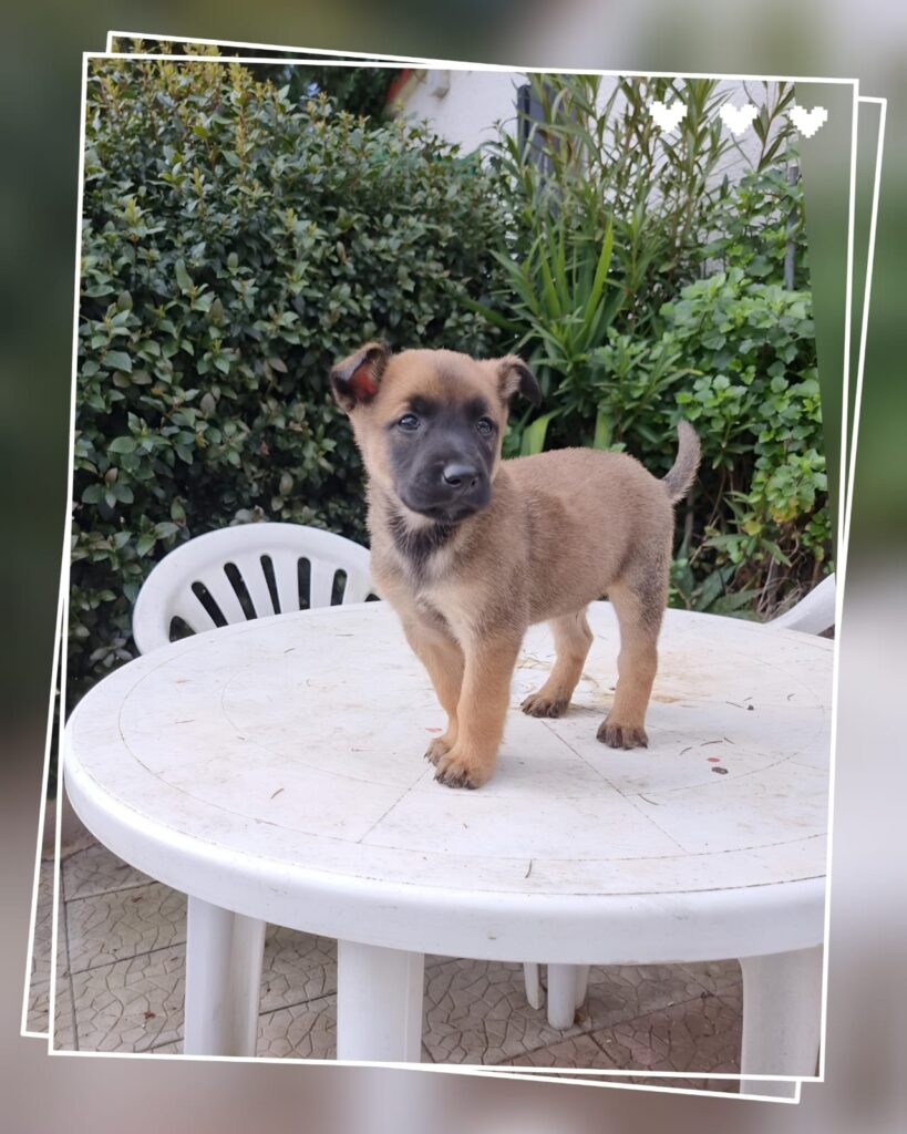 Cuccioli Pastore Belga Malinois in Campania Napoli Salerno Avellino Benevento Caserta