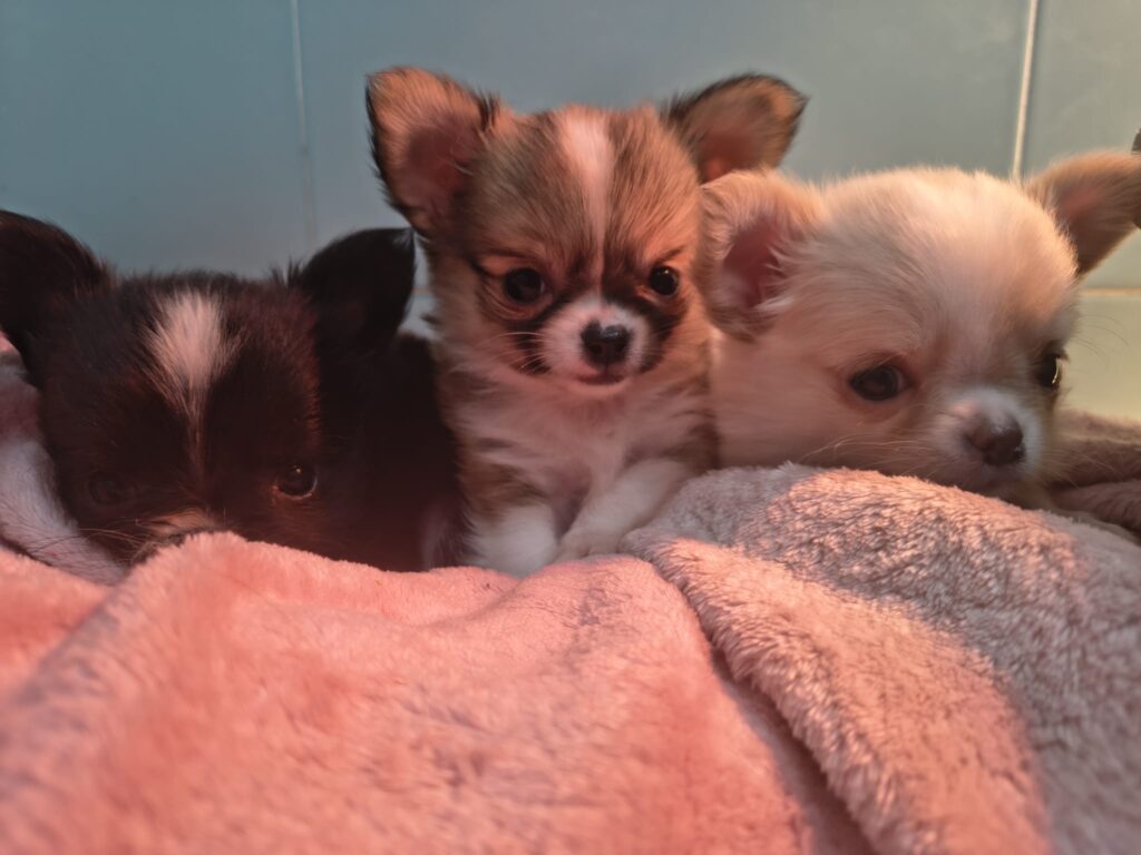 Cucciolata di 4 Chihuahua maschi pelo lungo
