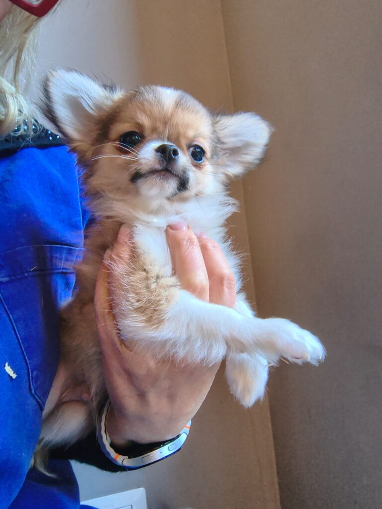 Cucciolata di 4 Chihuahua maschi pelo lungo