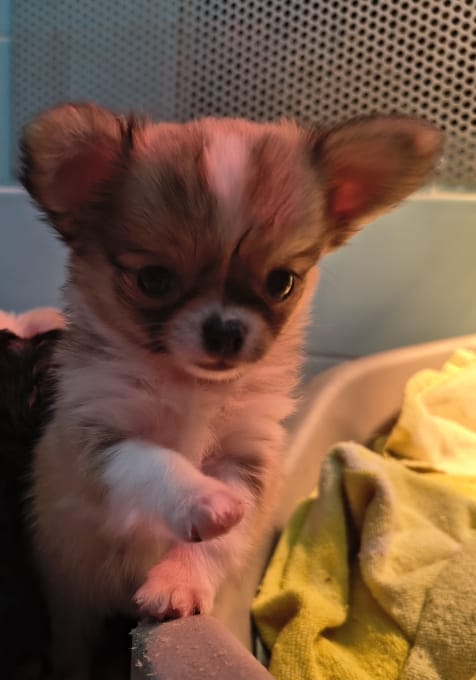 Cucciolata di 4 Chihuahua maschi pelo lungo