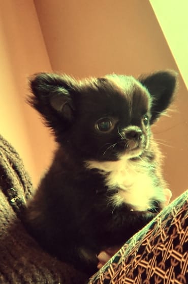 Cucciolata di 4 Chihuahua maschi pelo lungo