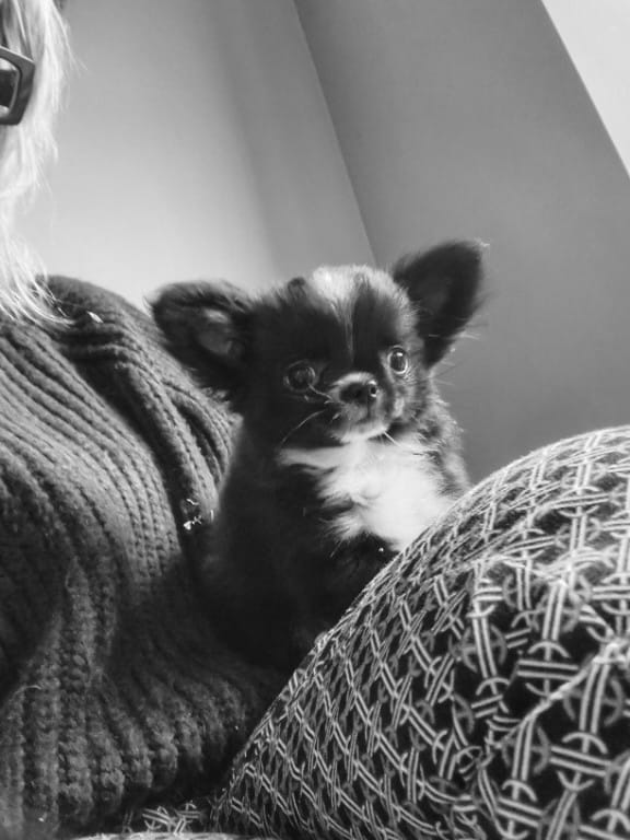 Cucciolata di 4 Chihuahua maschi pelo lungo