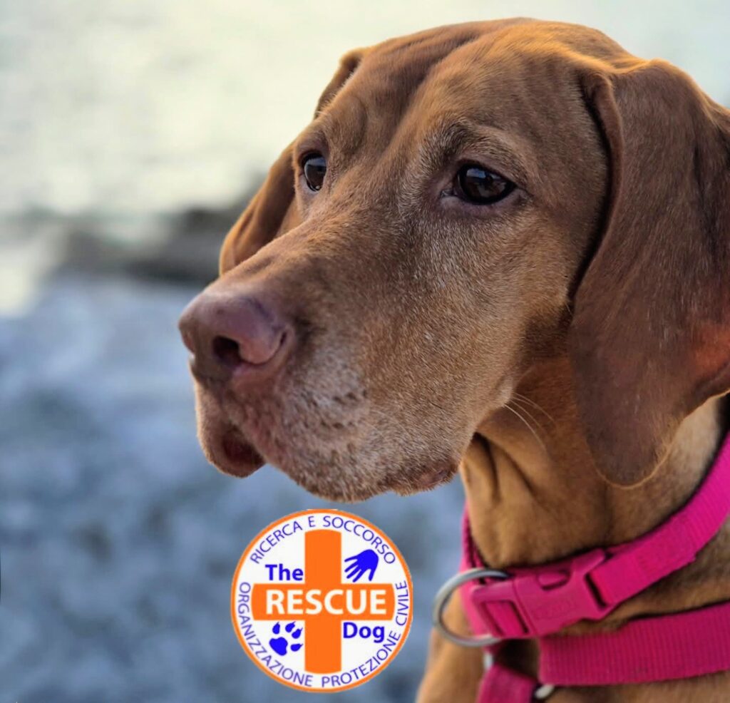 Disponibili ultimi meravigliosi maschietti di Bracco Ungherese (Vizsla)