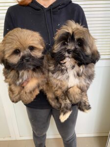 Lhasa apso