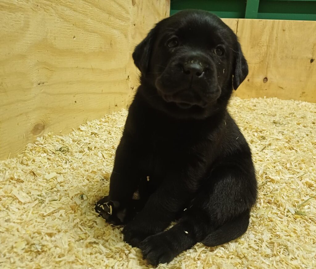 Cuccioli di Labrador Retriever con Pedigree