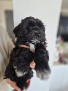 CUCCIOLO MASCHIO BICHON HAVANAIS PEDIGREE ENCI