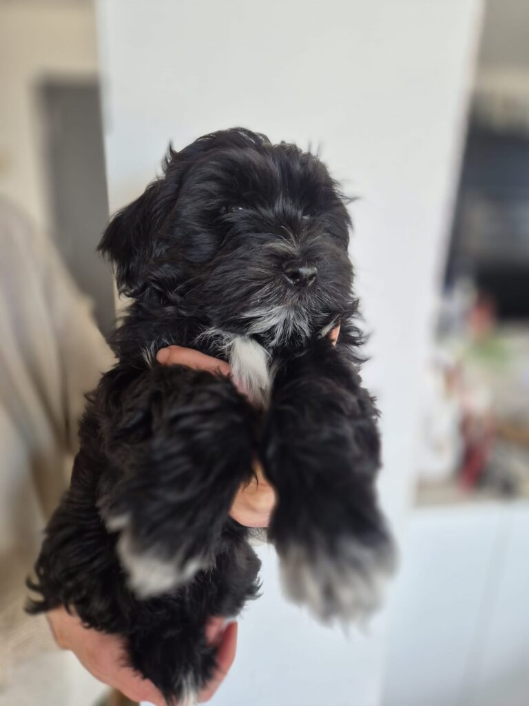 CUCCIOLO MASCHIO BICHON HAVANAIS PEDIGREE ENCI