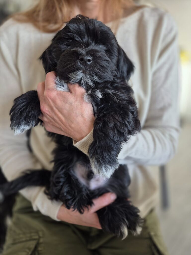 CUCCIOLO MASCHIO BICHON HAVANAIS PEDIGREE ENCI