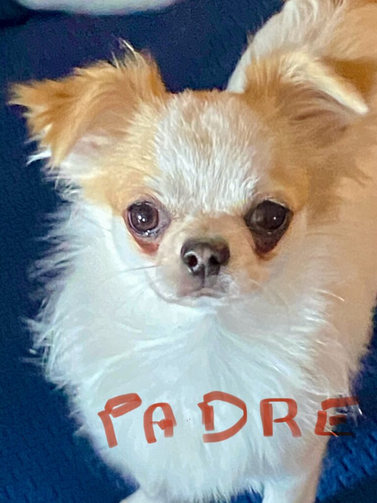 Cuccioli chihuahua con pedigree