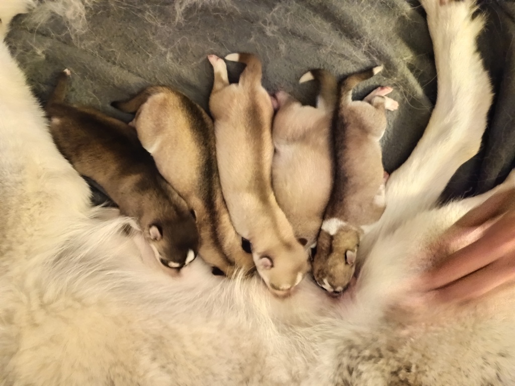 Cuccioli di Siberian Husky con Pedigree ENCI