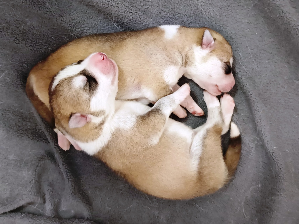 Cuccioli di Siberian Husky con Pedigree ENCI