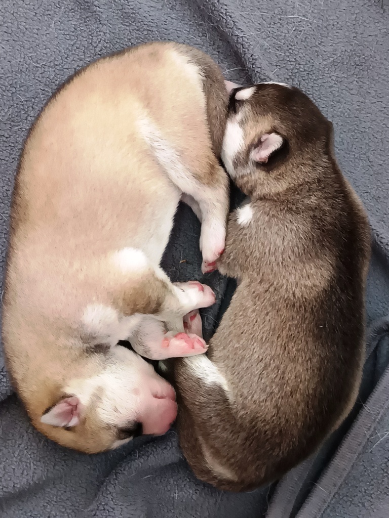 Cuccioli di Siberian Husky con Pedigree ENCI