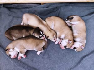 Cuccioli di Siberian Husky con Pedigree ENCI