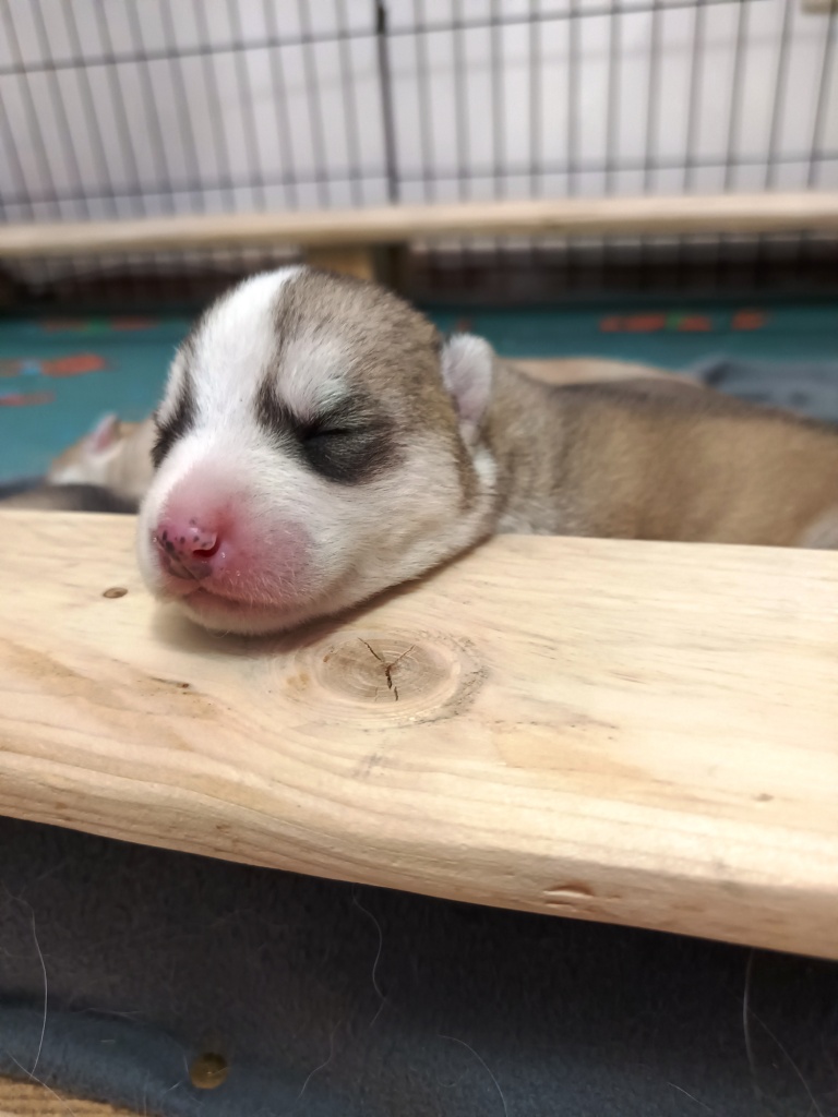 Cuccioli di Siberian Husky con Pedigree ENCI