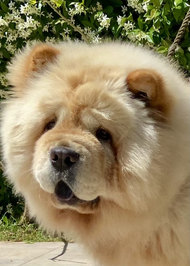 Chow Chow cucciole con pedigree
