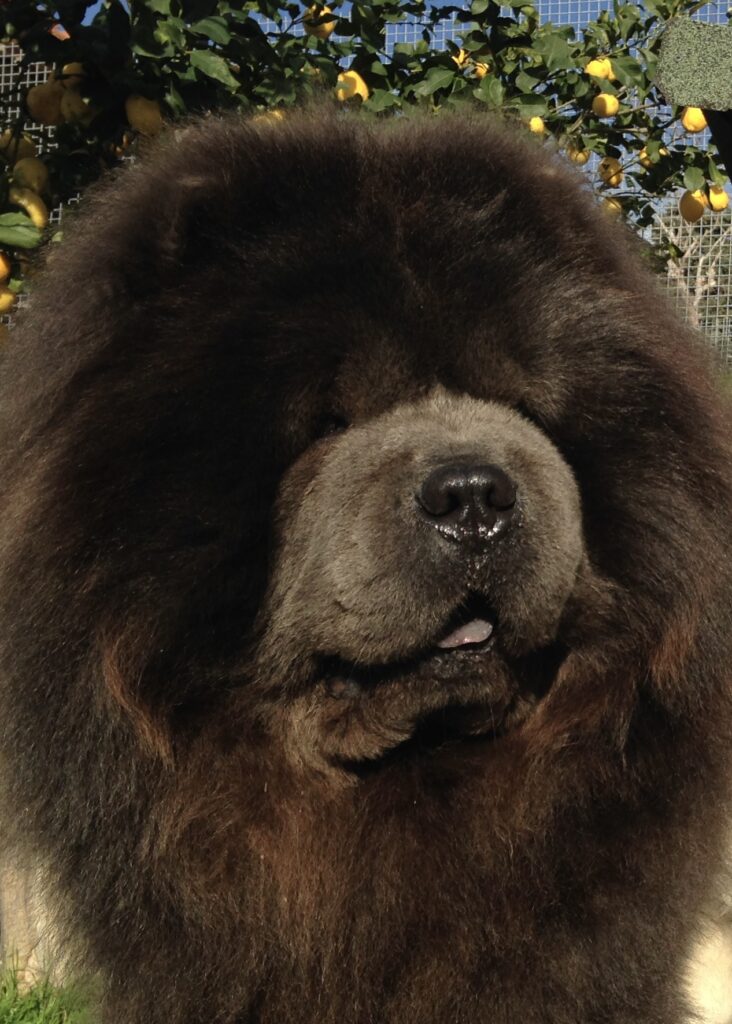 Chow Chow cucciole con pedigree