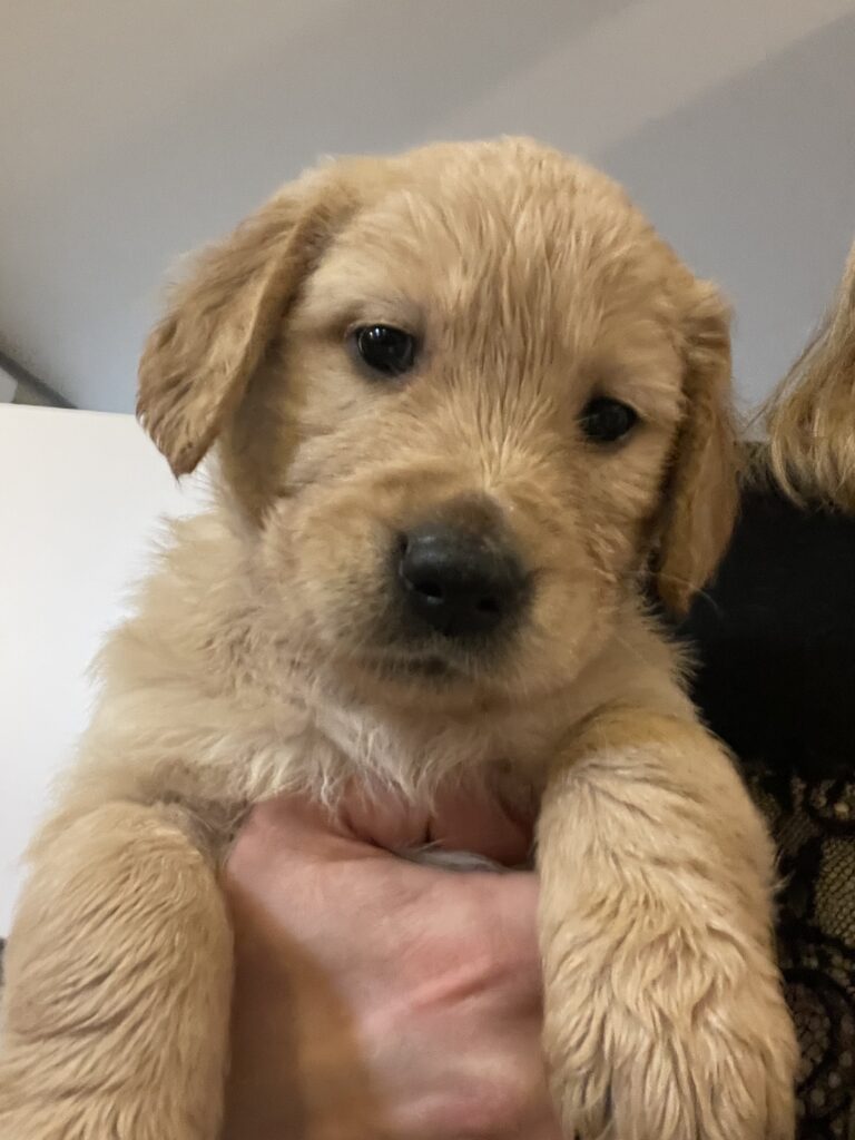 Golden retriver cuccioli