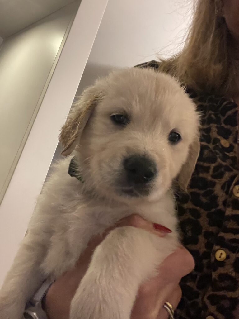 Golden retriver cuccioli