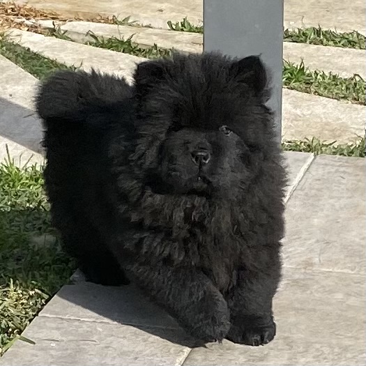 Chow Chow cucciole con pedigree