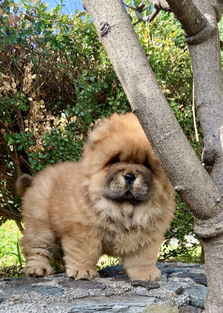 Chow Chow cucciole con pedigree