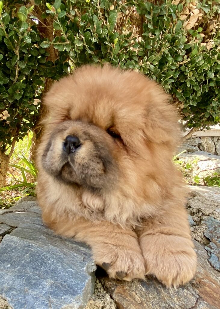 Chow Chow cucciole con pedigree