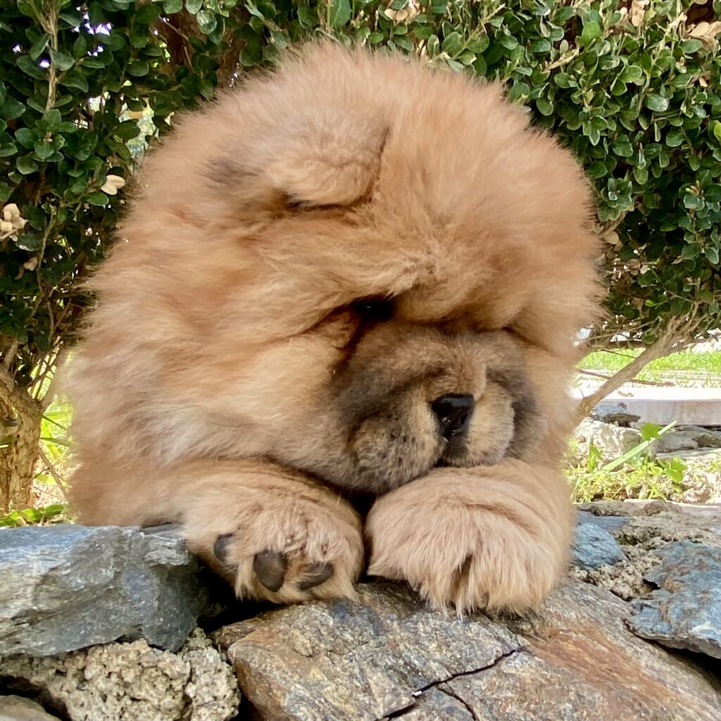 Chow Chow cucciole con pedigree