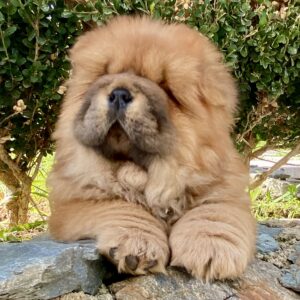 Chow Chow cucciole con pedigree