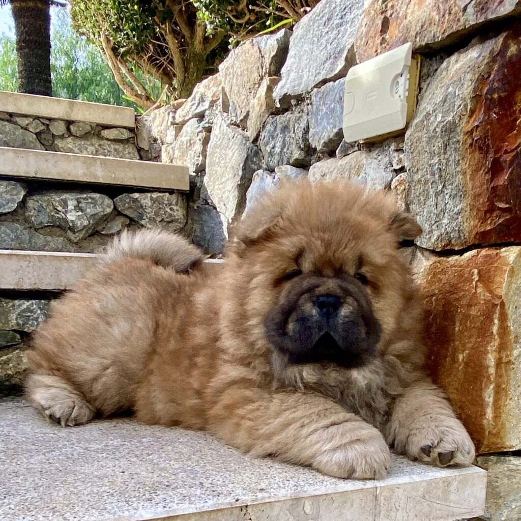 Chow Chow cucciole con pedigree
