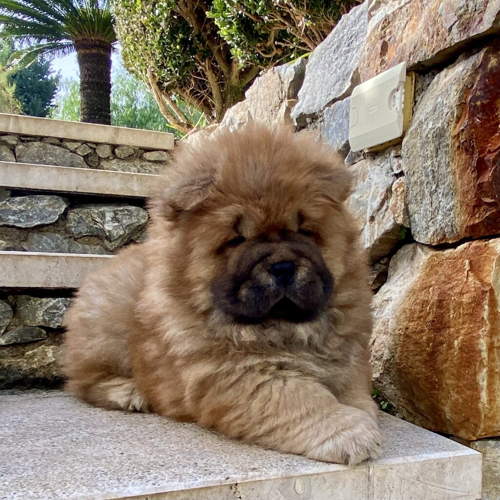 Chow Chow cucciole con pedigree