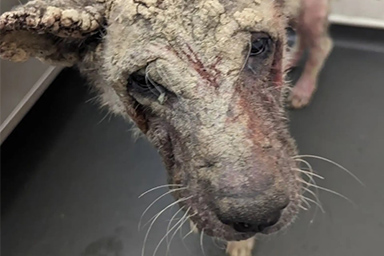 La trasformazione di Lola, il cane che sembrava immerso nel cemento