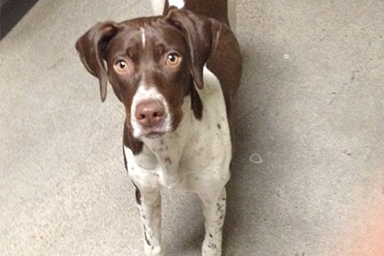 Smarrita durante una tempesta di neve, la cagnolina Sadie torna dopo 12 anni