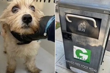 Abbandonato nel bidone della spazzatura, il cane Flan trova casa la vigilia di Natale