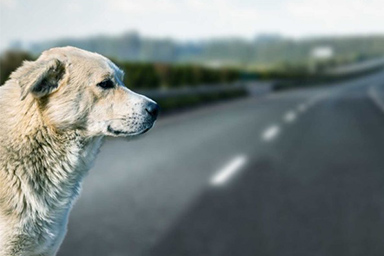 Cane correva disperato in autostrada: la storia a lieto fine di Leon