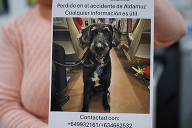 Perso durante lo scontro dei treni in Spagna, il cane Boro viene ritrovato dopo giorni