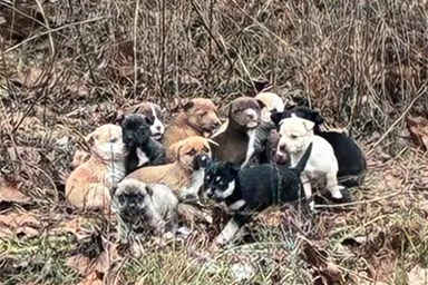 Sente dei lamenti provenire dalla boscaglia: postina trova 16 cuccioli abbandonati