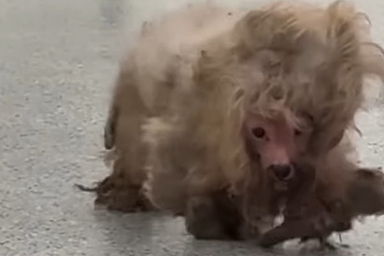 Per anni rimane intrappolato nel suo pelo: la trasformazione del cane Dolly