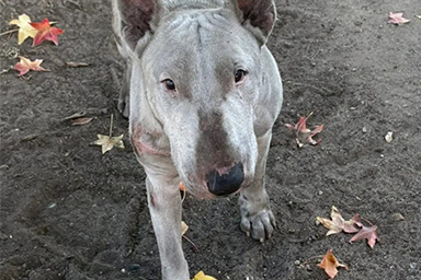 Viene trovato coperto di olio per motore: la rinascita del cane Maxwell