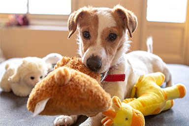 Un nuovo studio: i cani “dotati” posso imparare le parole anche origliando