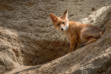 Finiscono in una tana di volpe: portati in salvo tre cuccioli di cane