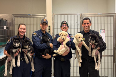 Sei cuccioli in overdose da fentanyl, il veleno invisibile: salvati