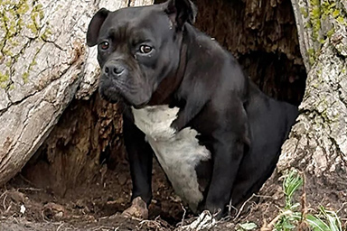 Viveva dentro un albero per sfuggire al freddo: la rinascita di Maya lontano dalla strada