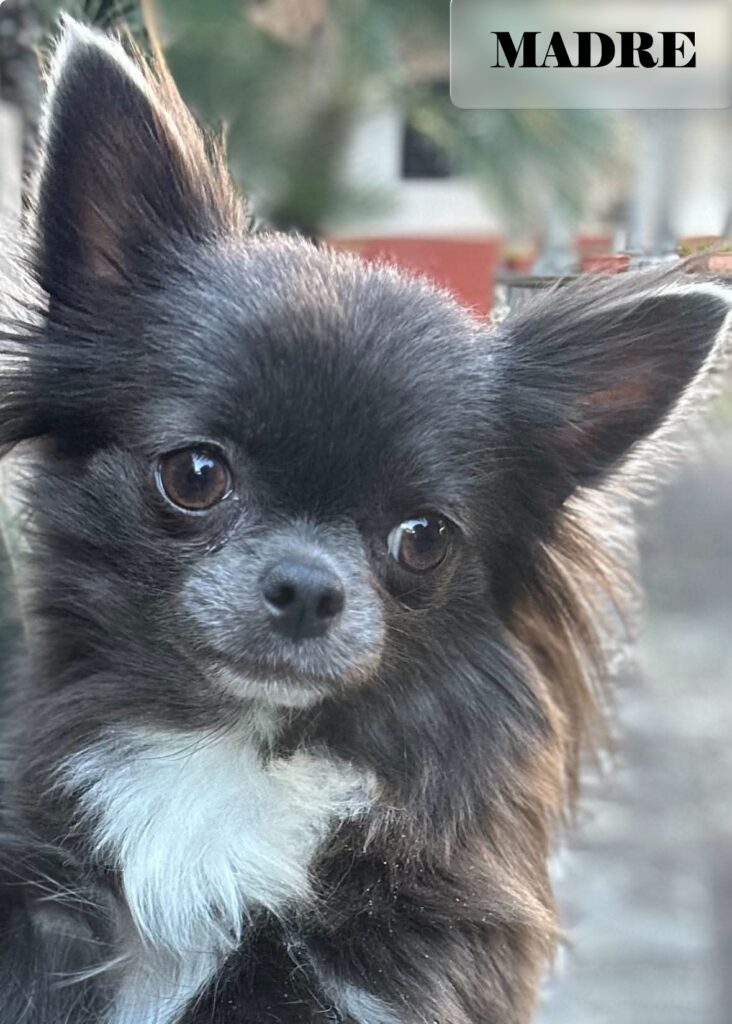 Cucciolata di 4 Chihuahua maschi pelo lungo