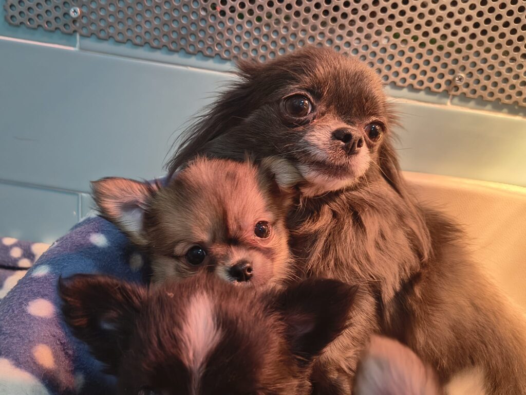 Cucciolata di 4 Chihuahua maschi pelo lungo